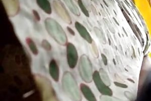 Upskirt voyeur spy watch porno film doktor